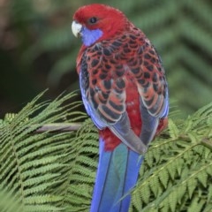 Platycercus elegans (Crimson Rosella) at Acton, ACT - 5 Apr 2018 by Alison Milton