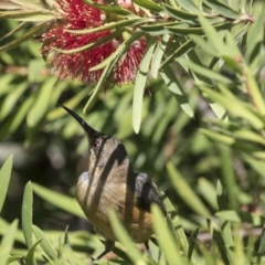 Acanthorhynchus tenuirostris (Eastern Spinebill) at Acton, ACT - 5 Apr 2018 by Alison Milton