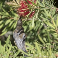 Acanthorhynchus tenuirostris at Acton, ACT - 5 Apr 2018 01:29 PM