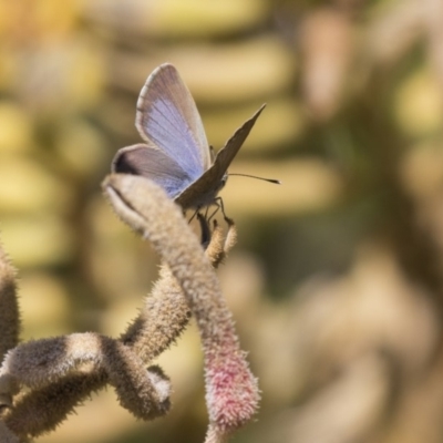 Zizina otis (Common Grass-Blue) at Acton, ACT - 5 Apr 2018 by AlisonMilton