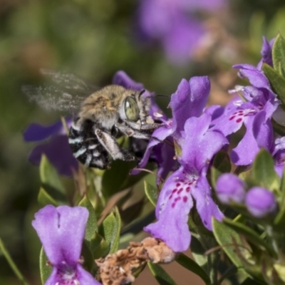 Amegilla sp. (genus) (Blue Banded Bee) at Acton, ACT - 5 Apr 2018 by Alison Milton