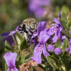 Amegilla sp. (genus) at Acton, ACT - 5 Apr 2018