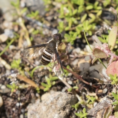 Villa sp. (genus) (Unidentified Villa bee fly) at Acton, ACT - 5 Apr 2018 by AlisonMilton