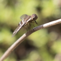 Villa sp. (genus) at Acton, ACT - 5 Apr 2018 01:57 PM