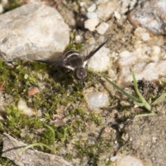 Villa sp. (genus) at Acton, ACT - 5 Apr 2018