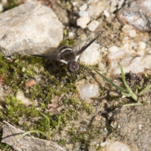 Villa sp. (genus) at Acton, ACT - 5 Apr 2018 01:57 PM