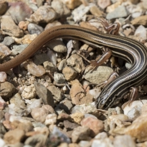 Ctenotus taeniolatus at Acton, ACT - 5 Apr 2018