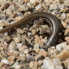 Ctenotus taeniolatus at Acton, ACT - 5 Apr 2018