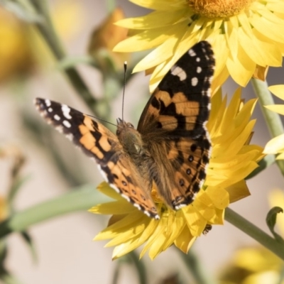 Vanessa kershawi (Australian Painted Lady) at Acton, ACT - 5 Apr 2018 by AlisonMilton