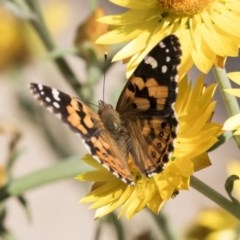 Vanessa kershawi (Australian Painted Lady) at Acton, ACT - 5 Apr 2018 by Alison Milton