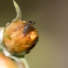 Geron sp. (genus) (Slender Bee Fly) at Acton, ACT - 5 Apr 2018 by Alison Milton