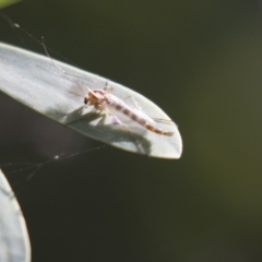 Chironomidae (family) (Non-biting Midge) at Acton, ACT - 5 Apr 2018 by Alison Milton