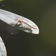 Chironomidae (family) (Non-biting Midge) at Acton, ACT - 5 Apr 2018 by AlisonMilton