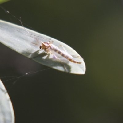 Chironomidae (family) (Non-biting Midge) at Acton, ACT - 5 Apr 2018 by AlisonMilton