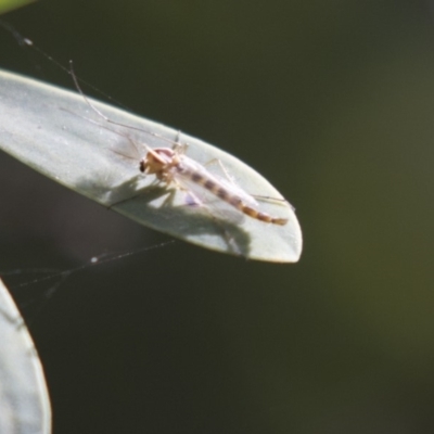 Chironomidae (family) (Non-biting Midge) at Acton, ACT - 5 Apr 2018 by Alison Milton