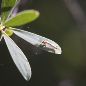 Chironomidae (family) at Acton, ACT - 5 Apr 2018 02:17 PM