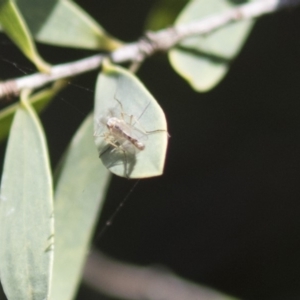 Chironomidae (family) at Acton, ACT - 5 Apr 2018 02:17 PM