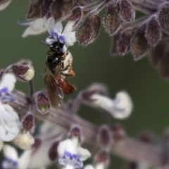 Exoneura sp. (genus) (A reed bee) at Acton, ACT - 5 Apr 2018 by Alison Milton