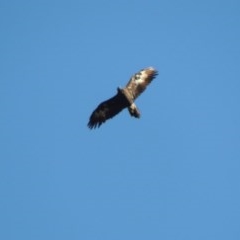 Aquila audax (Wedge-tailed Eagle) at Tennent, ACT - 8 Mar 2018 by michaelb