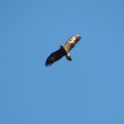 Aquila audax (Wedge-tailed Eagle) at Gigerline Nature Reserve - 8 Mar 2018 by michaelb