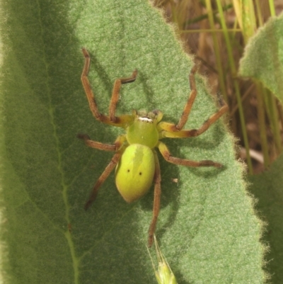 Neosparassus sp. (genus) (Unidentified Badge huntsman) at Namadgi National Park - 10 Dec 2011 by KMcCue