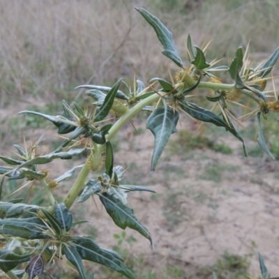 Xanthium spinosum (Bathurst Burr) at Tennent, ACT - 8 Mar 2018 by MichaelBedingfield