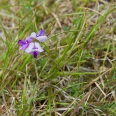 Swainsona sp. at Rendezvous Creek, ACT - 10 Dec 2011 by KMcCue