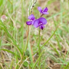 Swainsona sp. at Rendezvous Creek, ACT - 10 Dec 2011