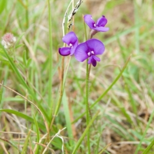 Swainsona sp. at Rendezvous Creek, ACT - 10 Dec 2011 12:58 PM