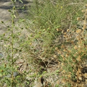 Dittrichia graveolens at Jerrabomberra, ACT - 6 Apr 2018 11:54 AM