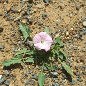 Convolvulus angustissimus subsp. angustissimus at Jerrabomberra, ACT - 6 Apr 2018 12:08 PM