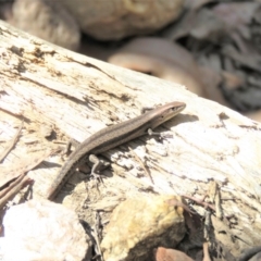 Lampropholis guichenoti (Common Garden Skink) at Cotter River, ACT - 6 Apr 2018 by KumikoCallaway