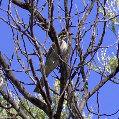 Caligavis chrysops (Yellow-faced Honeyeater) at Fyshwick, ACT - 4 Apr 2018 by jb2602