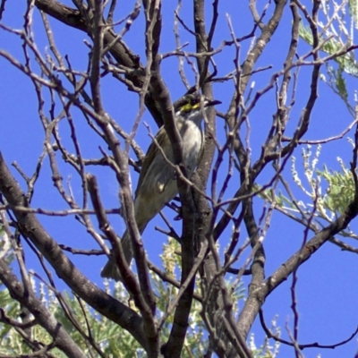 Caligavis chrysops (Yellow-faced Honeyeater) at Fyshwick, ACT - 4 Apr 2018 by jb2602