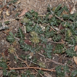 Tribulus terrestris at Higgins, ACT - 28 Mar 2018