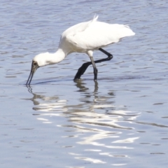 Platalea regia (Royal Spoonbill) at Fyshwick, ACT - 6 Apr 2018 by jb2602