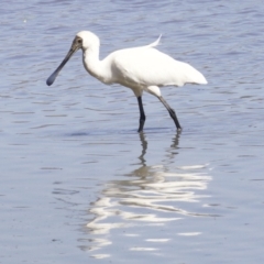 Platalea regia at Fyshwick, ACT - 6 Apr 2018