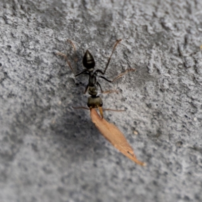 Myrmecia sp., pilosula-group (Jack jumper) at Acton, ACT - 5 Apr 2018 by AlisonMilton