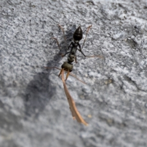 Myrmecia sp., pilosula-group at Acton, ACT - 5 Apr 2018 02:28 PM