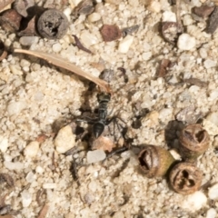 Myrmecia sp., pilosula-group at Acton, ACT - 5 Apr 2018