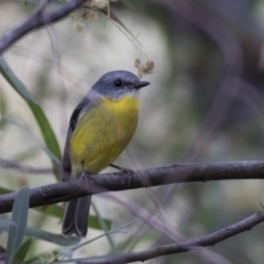 Eopsaltria australis (Eastern Yellow Robin) at ANBG - 5 Apr 2018 by Alison Milton