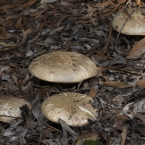 zz agaric (stem; gills white/cream) at Acton, ACT - 5 Apr 2018