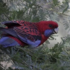 Platycercus elegans (Crimson Rosella) at Acton, ACT - 5 Apr 2018 by AlisonMilton