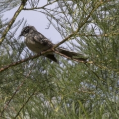 Rhipidura albiscapa (Grey Fantail) at Acton, ACT - 5 Apr 2018 by Alison Milton