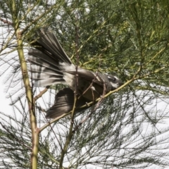 Rhipidura albiscapa at Acton, ACT - 5 Apr 2018