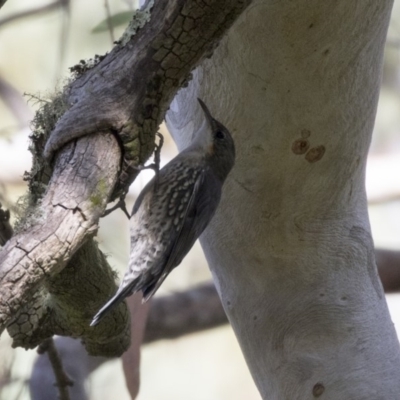 Cormobates leucophaea (White-throated Treecreeper) at ANBG - 5 Apr 2018 by Alison Milton