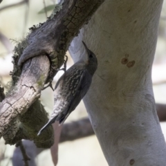 Cormobates leucophaea (White-throated Treecreeper) at Acton, ACT - 5 Apr 2018 by Alison Milton