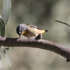 Pardalotus punctatus (Spotted Pardalote) at Acton, ACT - 5 Apr 2018 by AlisonMilton