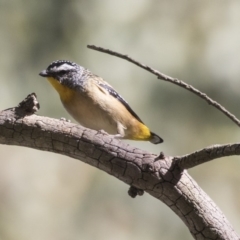 Pardalotus punctatus at Acton, ACT - 5 Apr 2018