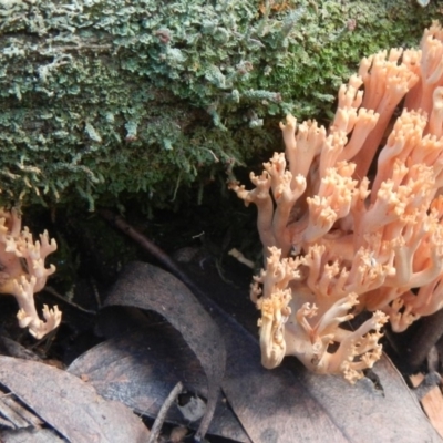 Ramaria sp. (A Coral fungus) at QPRC LGA - 10 May 2015 by AlisonMilton
